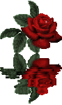 rosa rote