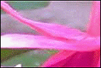 tri